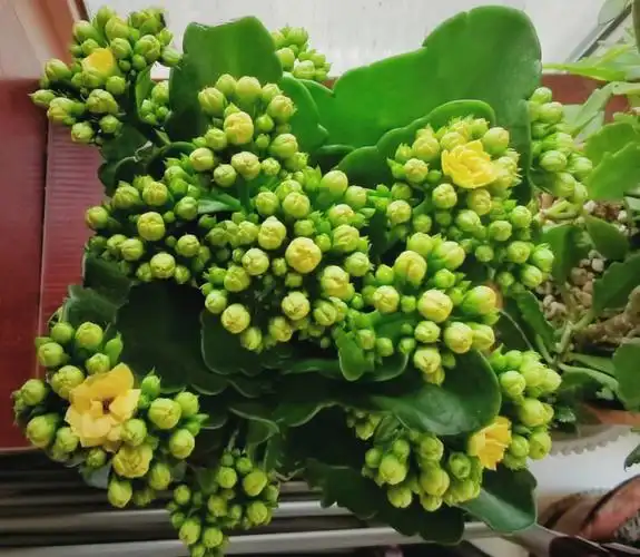 我是想知道它是长寿花的哪个品种,长寿花的品种实在太多奔跑的五花肉