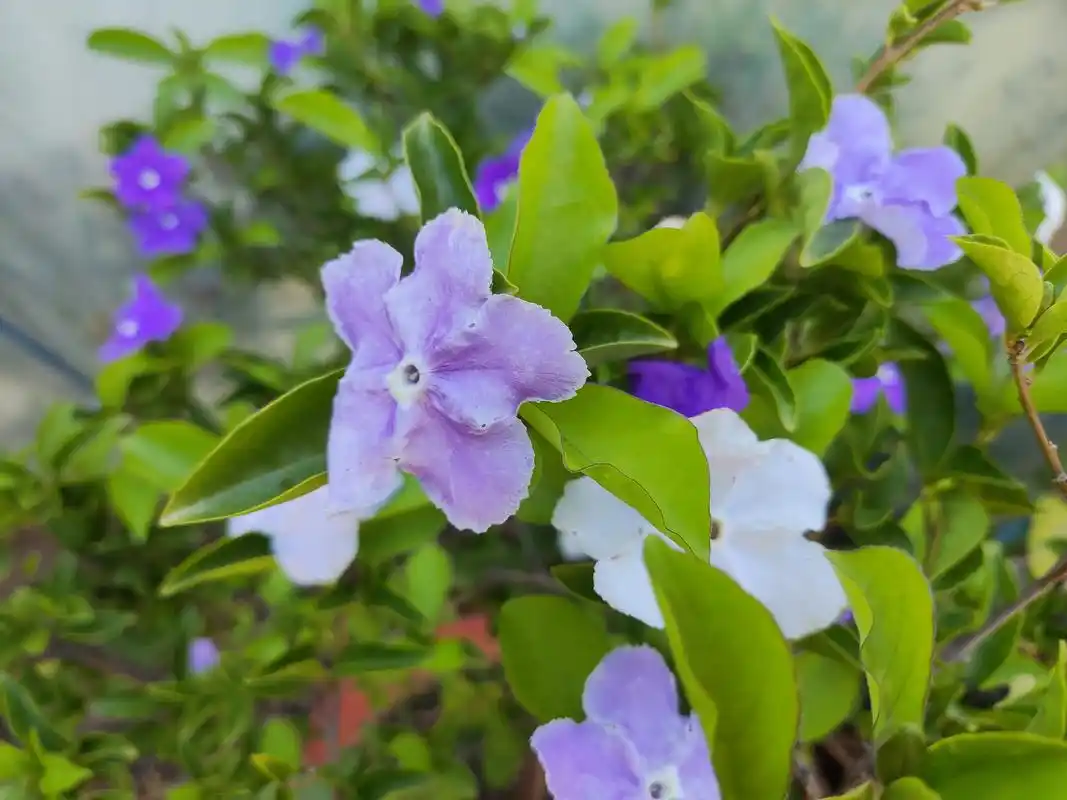 鸳鸯茉莉是常绿灌木,又名番茉莉,长叶鸳鸯茉莉,二色茉莉,喜光照,也较
