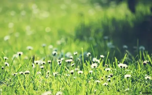 【hiapk资源组】让我为大家开启养眼模式吧 !绿色生机桌面壁纸.