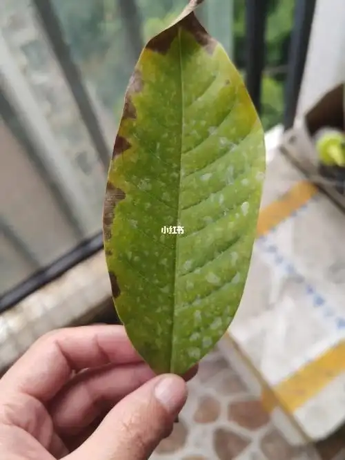 白兰花这种情况如何处理