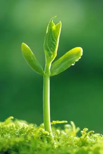生机勃勃的嫩芽小叶