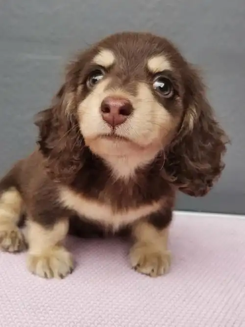 迷你长毛腊肠犬