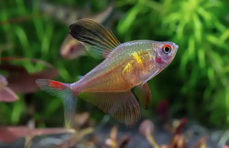 玻璃血心扯旗之王