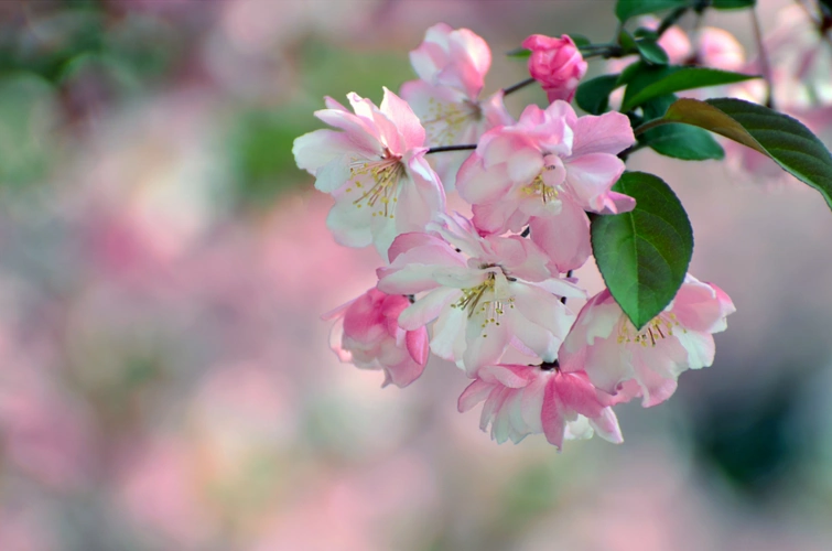 垂丝海棠_是常绿还是落_和西府海棠的区别_花语_花期_习性_垂丝海棠