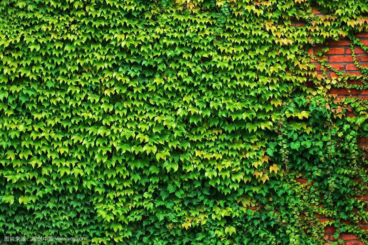 红砖墙上长满了爬山虎