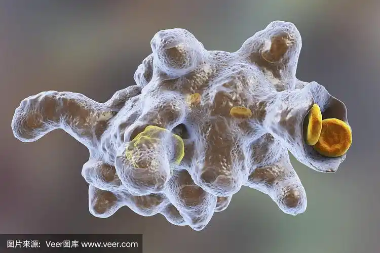 痢疾阿米巴原生动物