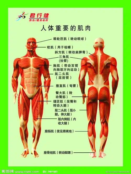 求一张人体各个部位肌肉名称图,高清的