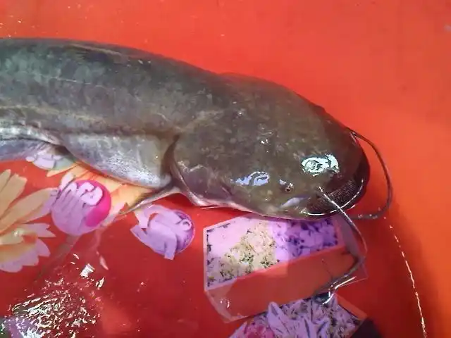 黄河钓到鲶鱼,价值二百多元一斤,钓友:吃不起!