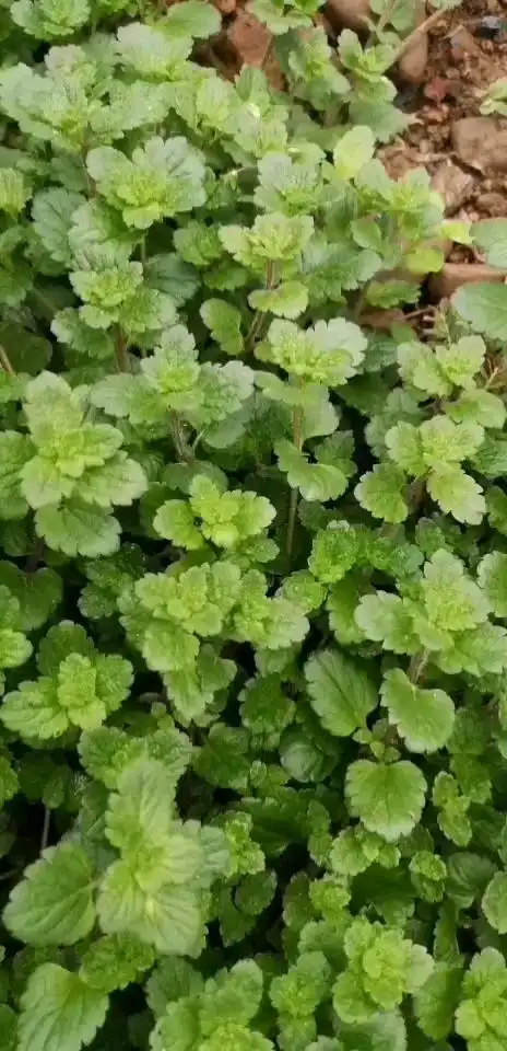 野生草药#这是婆婆纳功效  补肾强腰,解毒消肿