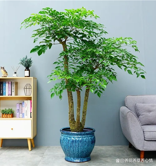 客厅是居家最主要的位置,不仅仅是沙发,电视,茶几等这几种摆设,还需要