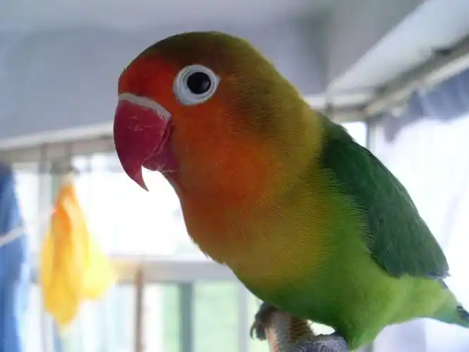 展开全部 费氏牡丹鹦鹉: http://baike.baidu.com/view/277554.htm?