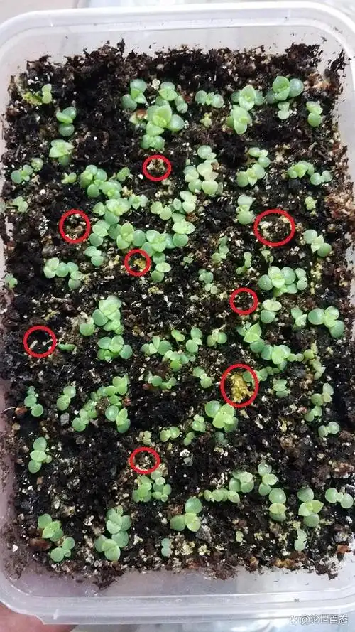 第85季 蕈蚊(小黑飞)