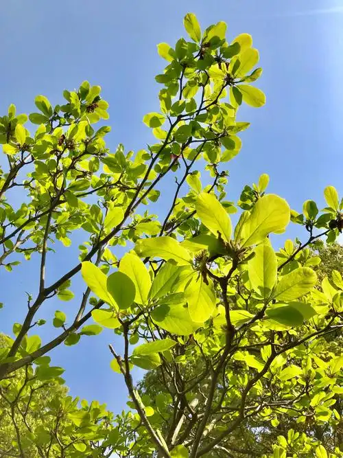 白玉兰花落了,长出新叶,青葱欲滴的嫩叶犹如新生儿的感觉.