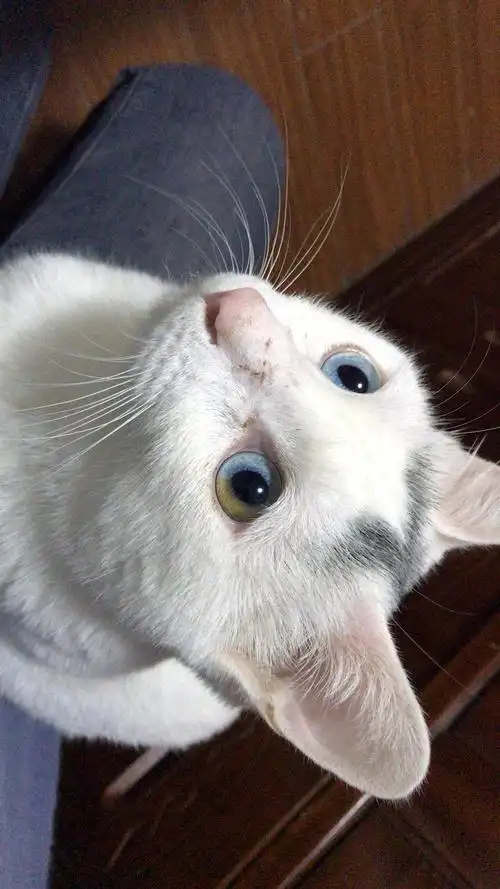 上上上你的颜值耐扛八字眉单眼异瞳白猫