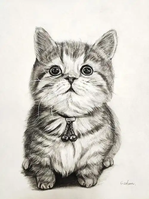 猫素描绘画图 猫素描绘画图简单