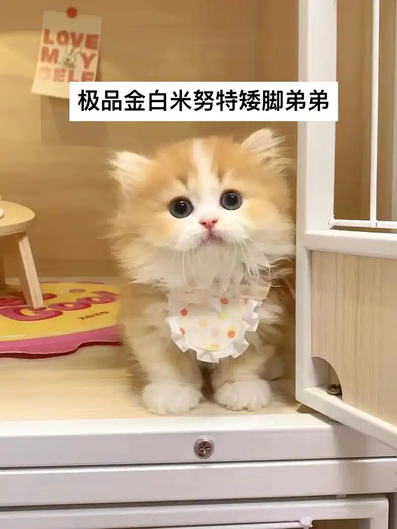 手慢拍大腿!【待赎身】: 极品金白米努特矮脚弟 - 抖音