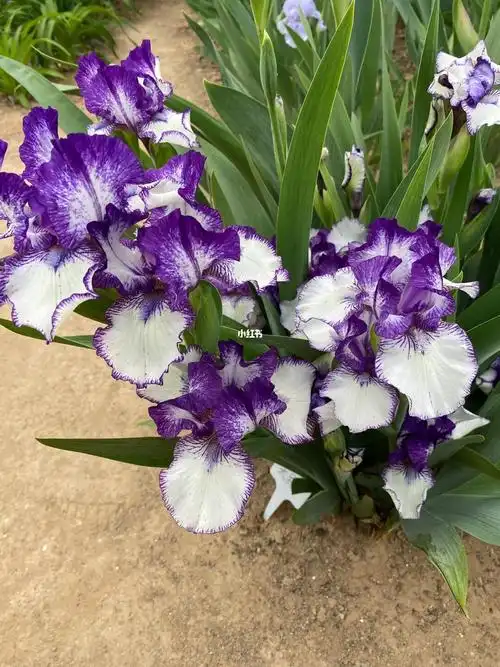 德国鸢尾