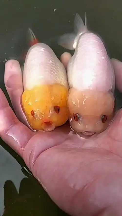 长有人脸的鱼,你见过吗@{uid:1502349662339070,nick:经�