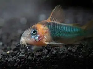 尼青鼠鱼稀有尼格罗青鼠鱼小型热带鱼底栖鱼清缸鱼翻砂鱼