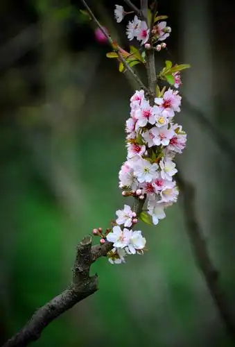 十里绿心桃花艳,万缕阳光染红林