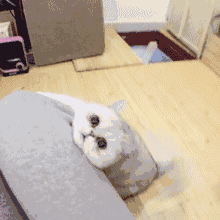 猫咪撒娇专用表情包_猫咪_撒娇_专用表情