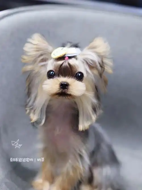 约克夏马尔济斯美容69