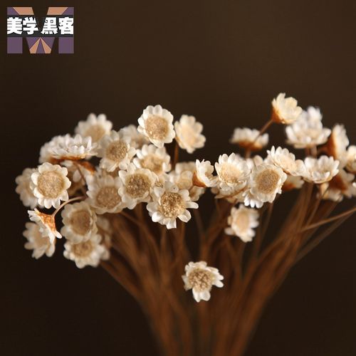 巴西进口小星花小干花小雏菊干花花束真花风干天然装饰文艺客厅家居