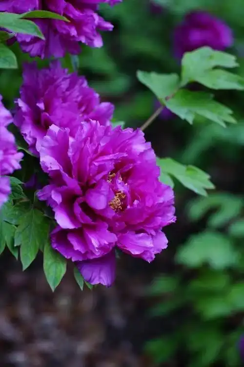 高贵典雅,富贵吉祥.紫色的牡丹花