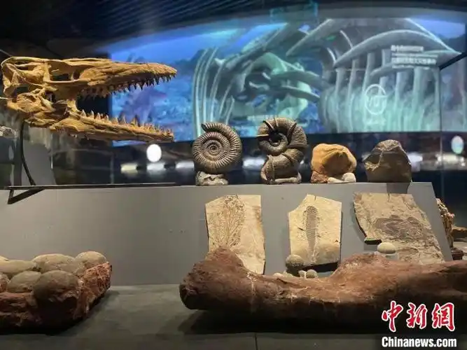 图为澄江化石地自然博物馆内陈列的部分古生物化石. 缪超 摄