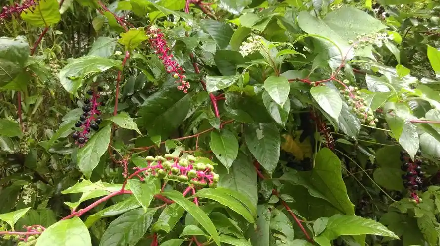 这种植物叫什么听说是参,谁能告诉我是什么?