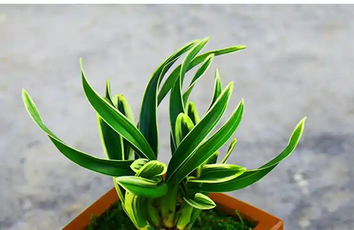 金边兰花墨兰达摩冠矮种迷你室内盆栽办公室桌面绿植花卉阳台黄金虎5