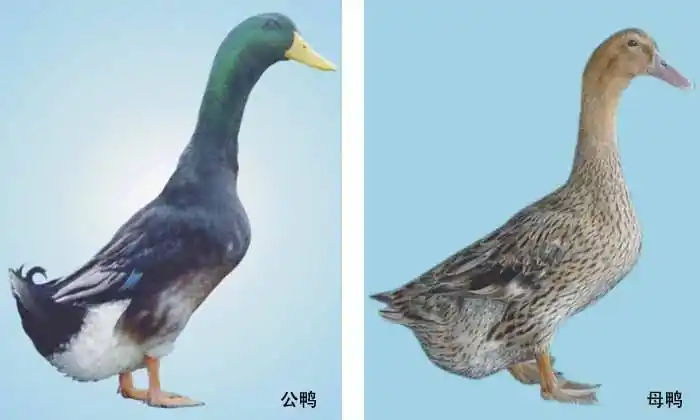 中国自主培育的优良品种——娄门鸭