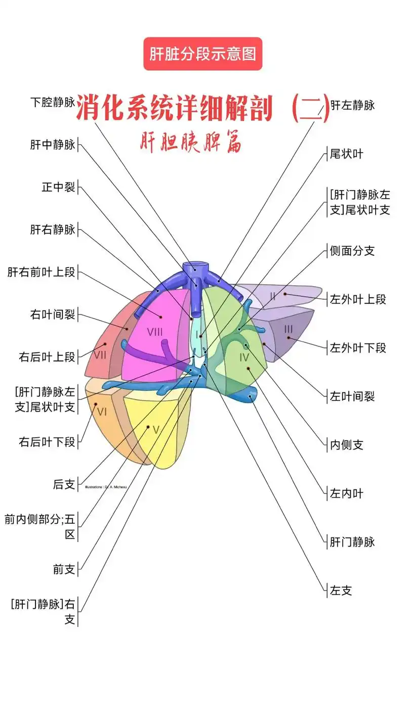 医路向前 #医路同行 #消化系统解剖结构 #医学科普 #大 - 抖音