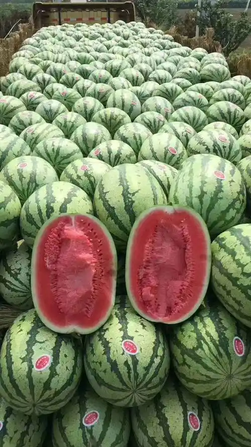原创西瓜品种分类