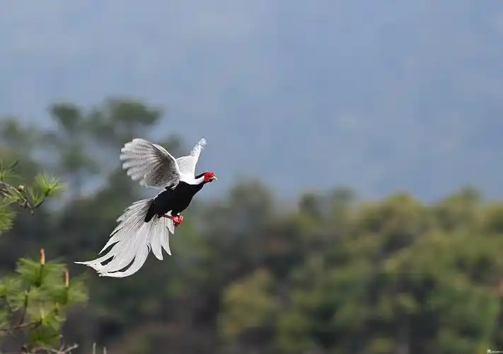 广东省鸟--白鹇