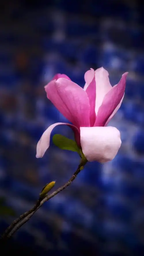 粉红色的玉兰花花开千朵独爱一枝