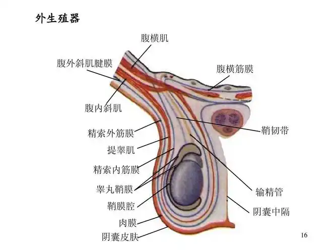 肉膜 阴囊皮肤