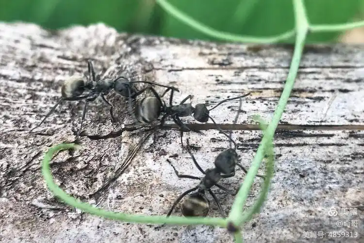 寻找小伙伴的蚂蚁(童话)