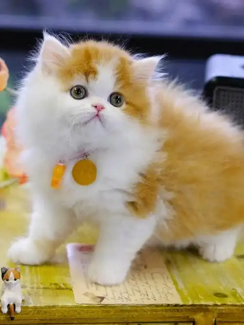 娃娃脸小猫猫球橘白高地猫