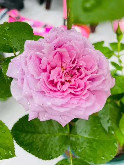 青空院子里最好闻的花