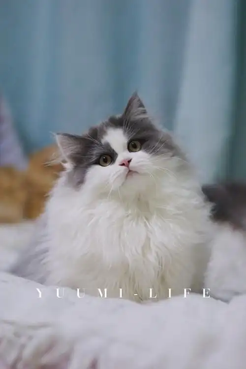 特价特价下沙本地高颜值苏格兰高地立耳弟弟找家长