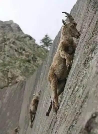 世界上攀岩最厉害的动物岩羊,其中一只性子太急,直接把同伴顶下悬崖