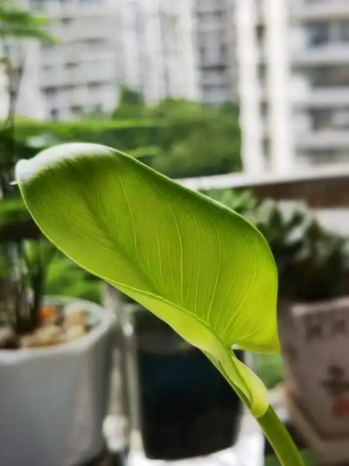 请问各位这是马蹄莲么,水培长出一片叶子,要不要入土啊,继续水培能