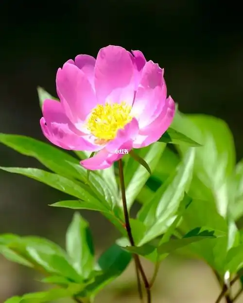 初夏的白芍花已经绽放