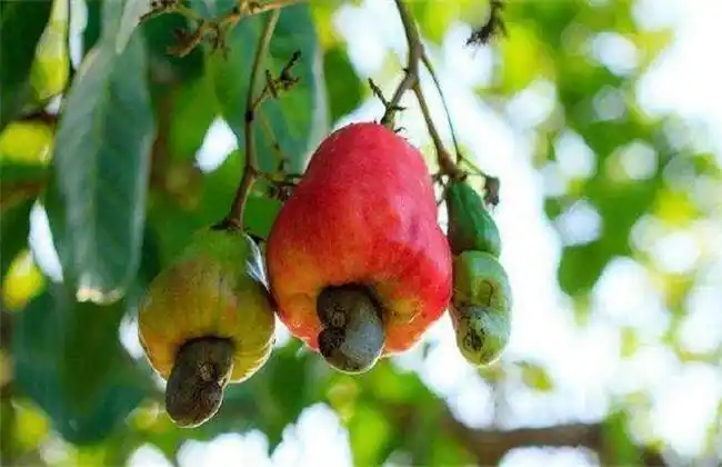 腰果梨的功效与作用