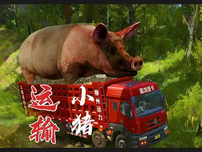 今天运输一个比卡车都要大的猪好难呀