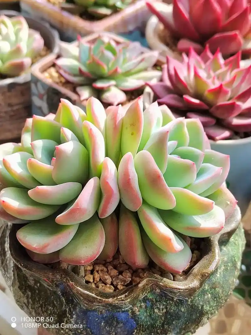 多肉 .奶油泡芙,正拍着太阳出来了,颜值立马高了一个档次