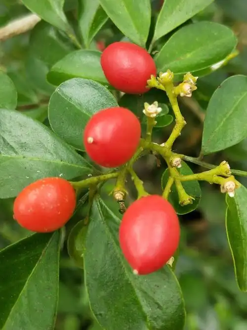 九里香(红奶果)