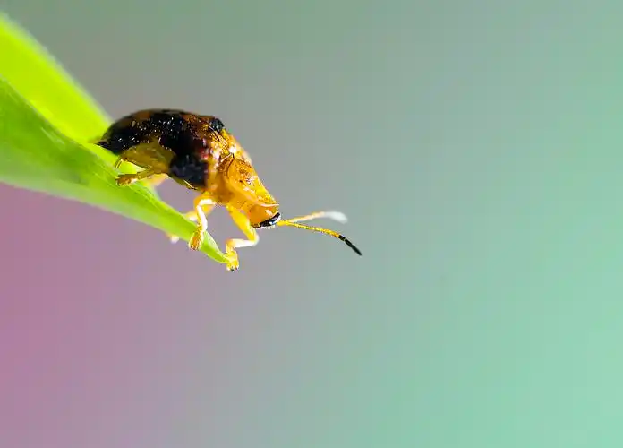 叶子上的龟金花虫1920x1080分辨率查看