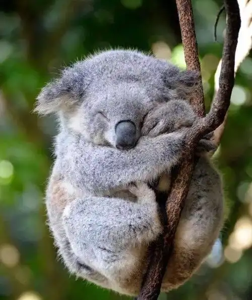 考拉是什么动物